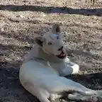 Le?n blanco (Panthera leo krugeri).