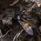 Campsomeris ephippium (1-10-23 Zoo de Quito, det yo)