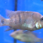 Geophagus steindachneri