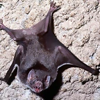 Desmodus rotundus, Vampire bat, captive Denver Zoo