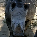 Zoo de Barcelona 23-01-11 168
