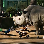 Zoo de Barcelona 23-01-11 242