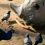 Zoo de Barcelona 23-01-11 222