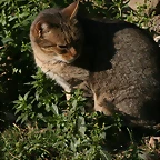 Zoo de Barcelona 23-01-11 068
