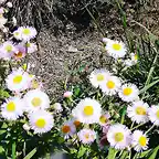 Small Chrysanthemum