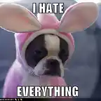 i-hate-everything-funny-dog-in-bunny-costume