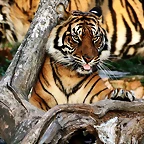 Zoo de Barcelona 11-12-2010 293
