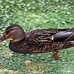 Zoo de Barcelona 11-12-2010 374