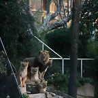 Zoo de Barcelona 11-12-2010 396