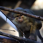 Zoo de Barcelona 11-12-2010 221