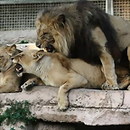 Zoo de Barcelona 11-12-2010 273