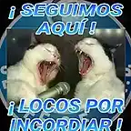 gatoslocosporincordiar_2