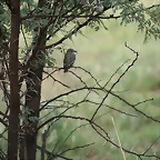 Pilanesberg National Park 17-01-09 277