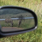 Pilanesberg National Park 17-01-09 247