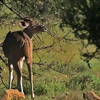 Pilanesberg National Park 30-3-09 197