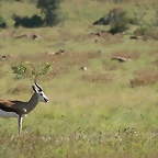 Pilanesberg National Park 30-3-09 202