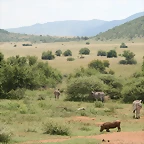 Pilanesberg National Park 17-01-09 103