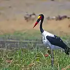 jabiru