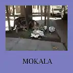 mokala