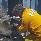 Bombero en Australia da de beber a un Koala