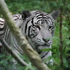 Le Parc des Felins agost 2010 242