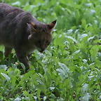 Le Parc des Felins agost 2010 297