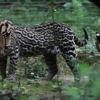 Le Parc des Felins agost 2010 675