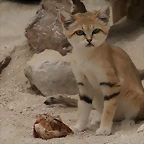 Le Parc des Felins agost 2010 873