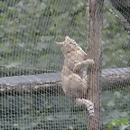 Le Parc des Felins agost 2010 850