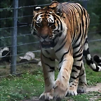 Le Parc des Felins agost 2010 140