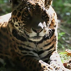Le Parc des Felins agost 2010 622