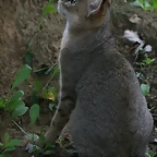 Le Parc des Felins agost 2010 239
