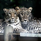 Le Parc des Felins agost 2010 864