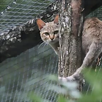 Le Parc des Felins agost 2010 860