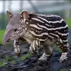 tapir_0