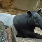 tapir1