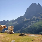 800px-Bovins_estive_Pic_du_Midi_Ossau