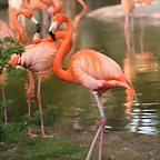Zoo de Barcelona 04-04-11 322