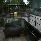 Zoo de Barcelona 19-11-10 283