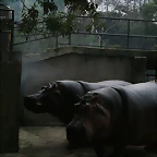 Zoo de Barcelona 19-11-10 255