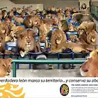 aviso leones del caracas