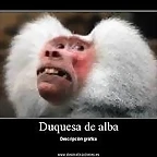 duquesa de alba y mono