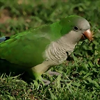 Zoo de Barcelona 027