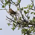 17, pajaros, marca