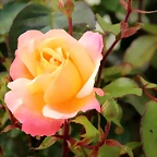 IMG_5169 (Copier)