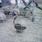 Zoo la Barben 26-06-05 (114)