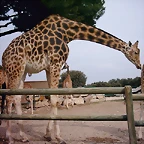 Zoo la Barben 26-06-05 (99)