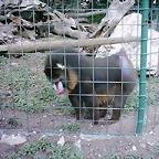 Zoo la Barben 26-06-05 (105)