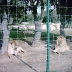 Zoo la Barben 26-06-05 (125)