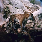 Zoo la Barben 26-06-05 (145)